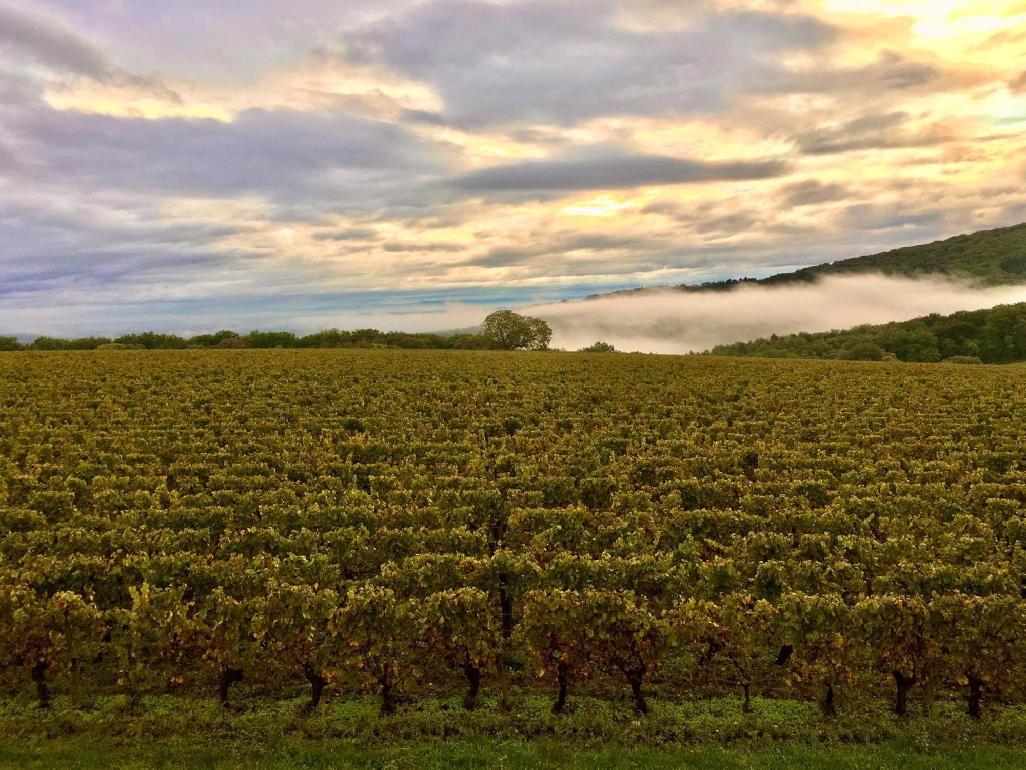 Domaine Joseph Lafarge Wine Resort Winemaker House La Maison Du Negociant Lugny Екстериор снимка